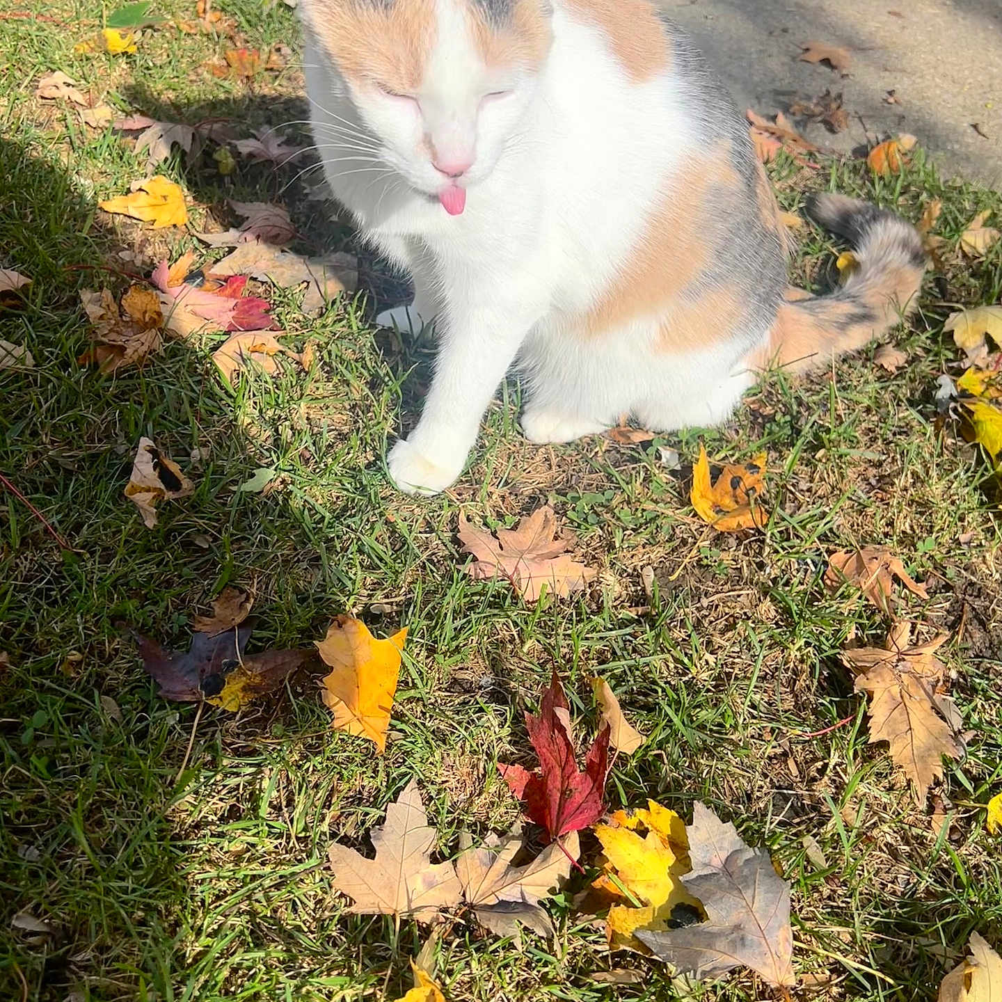 Bella is registered to the contest to win money with this photo: animal, autumn, calico, cat, cheeky, cute, daytime, fall_leaves, feline, grass, ground, leaf_litter, mammal, nature, outdoor, pet, playful, small_animal, sunlight, tongue_out