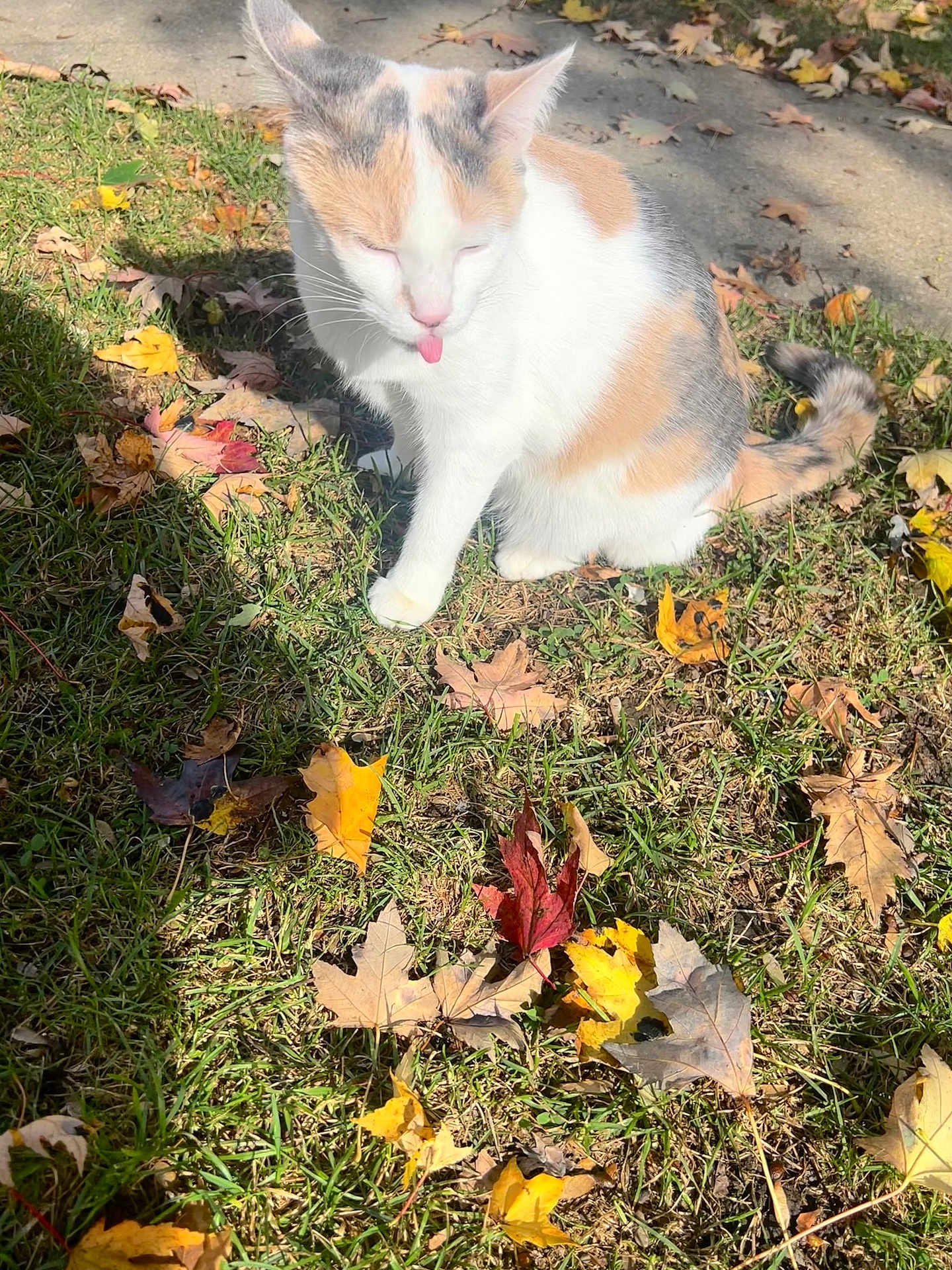 Bella