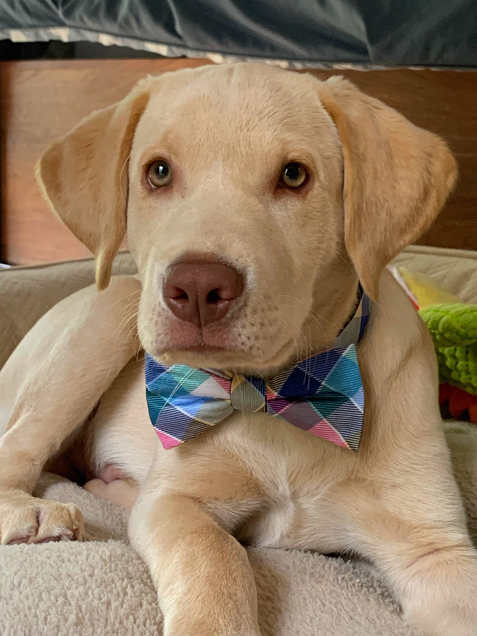 Cabo is registered to the contest to win money with this photo: canidae, carnivore, companion_dog, dog, dog_breed, dog_collar, ear, fawn, hunting_dog, liver, paw, puppy, snout, sporting_group, terrestrial_animal, whiskers, wood, working_animal