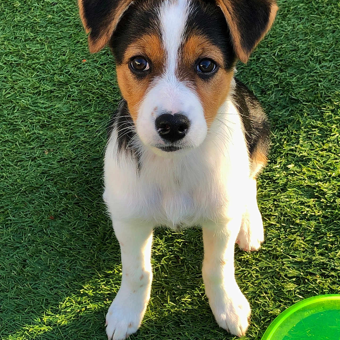Nala a rejoint le concours — aidez-le/la à gagner de superbes lots ! animal, black, brown, cute, dog, ears, friendly, frisbee, fur, grass, looking_up, nature, outdoor, pet, playful, puppy, summer, sunlight, white, young