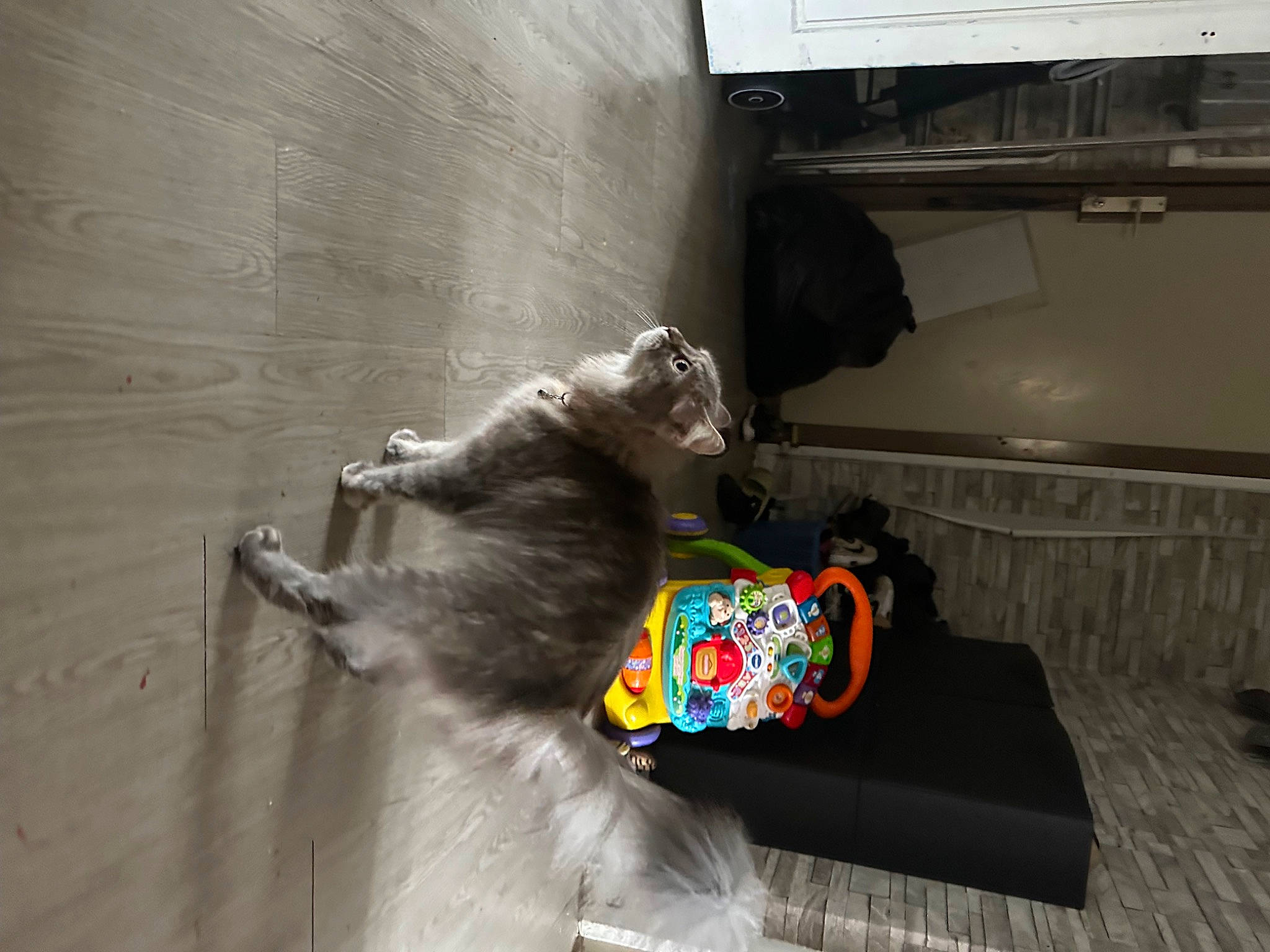 Grisou participe au concours pour gagner de l'argent avec cette photo : bag, baggage, carnivore, comfort, companion_dog, couch, dog_breed, felidae, flooring, fur, hardwood, luggage_and_bags, mammal, paw, small_to_medium_sized_cats, stuffed_toy, tail, television, toy, wood