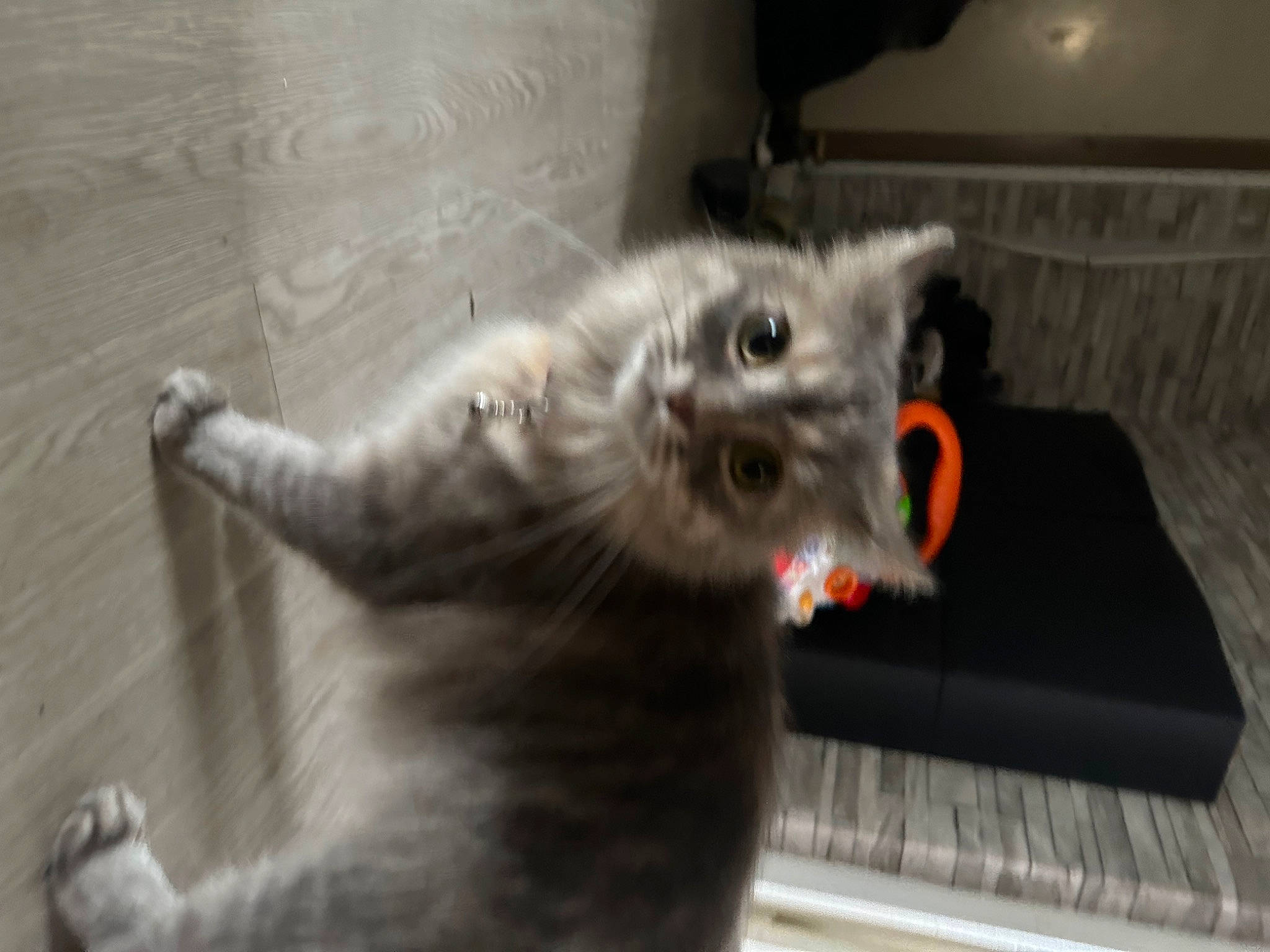 Grisou a rejoint le concours — aidez-le/la à gagner de superbes lots ! canidae, carnivore, cat, cat_toy, claw, companion_dog, dog_breed, domestic_short_haired_cat, fang, felidae, fur, grey, paw, small_to_medium_sized_cats, snout, sporting_group, tail, terrestrial_animal, toy, whiskers