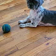 Button is registered to the contest to win money with this photo: dog, pet, floor, wooden_floor, ball, toy, indoor, lying_down, animal, groomed, cute, looking, fur, gray, white, eyes, paws, playful, house, companion