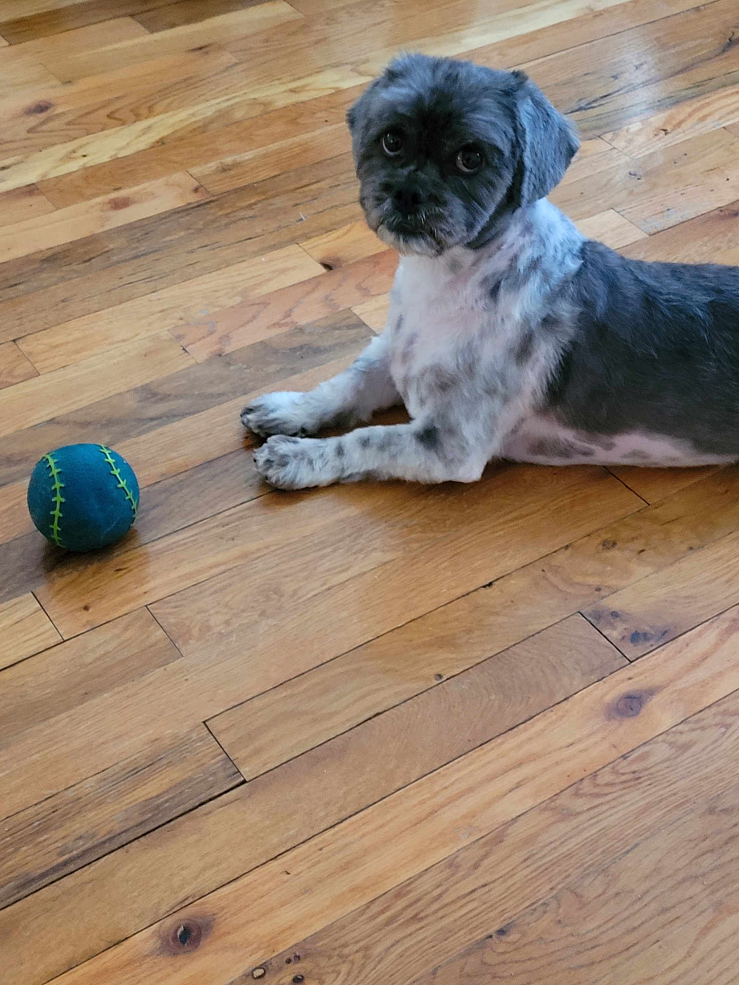 Button is registered to the contest to win money with this photo: dog, pet, floor, wooden_floor, ball, toy, indoor, lying_down, animal, groomed, cute, looking, fur, gray, white, eyes, paws, playful, house, companion
