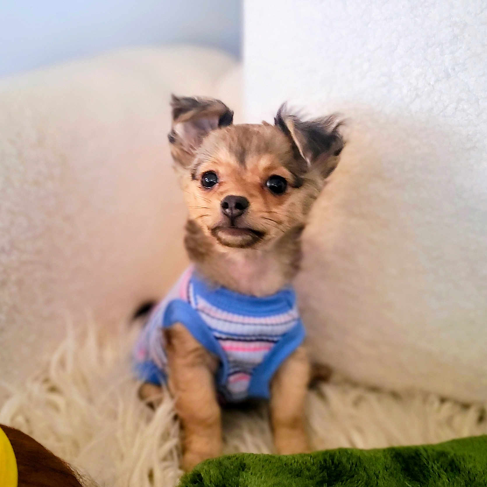 Scoots joined the competition — help win amazing prizes! adorable, animal, companion, cozy, cute, dog, ears, fluffy, furry, green_blanket, indoor, looking, pet, puppy, sitting, small_dog, striped, sweater, white_background, young_dog