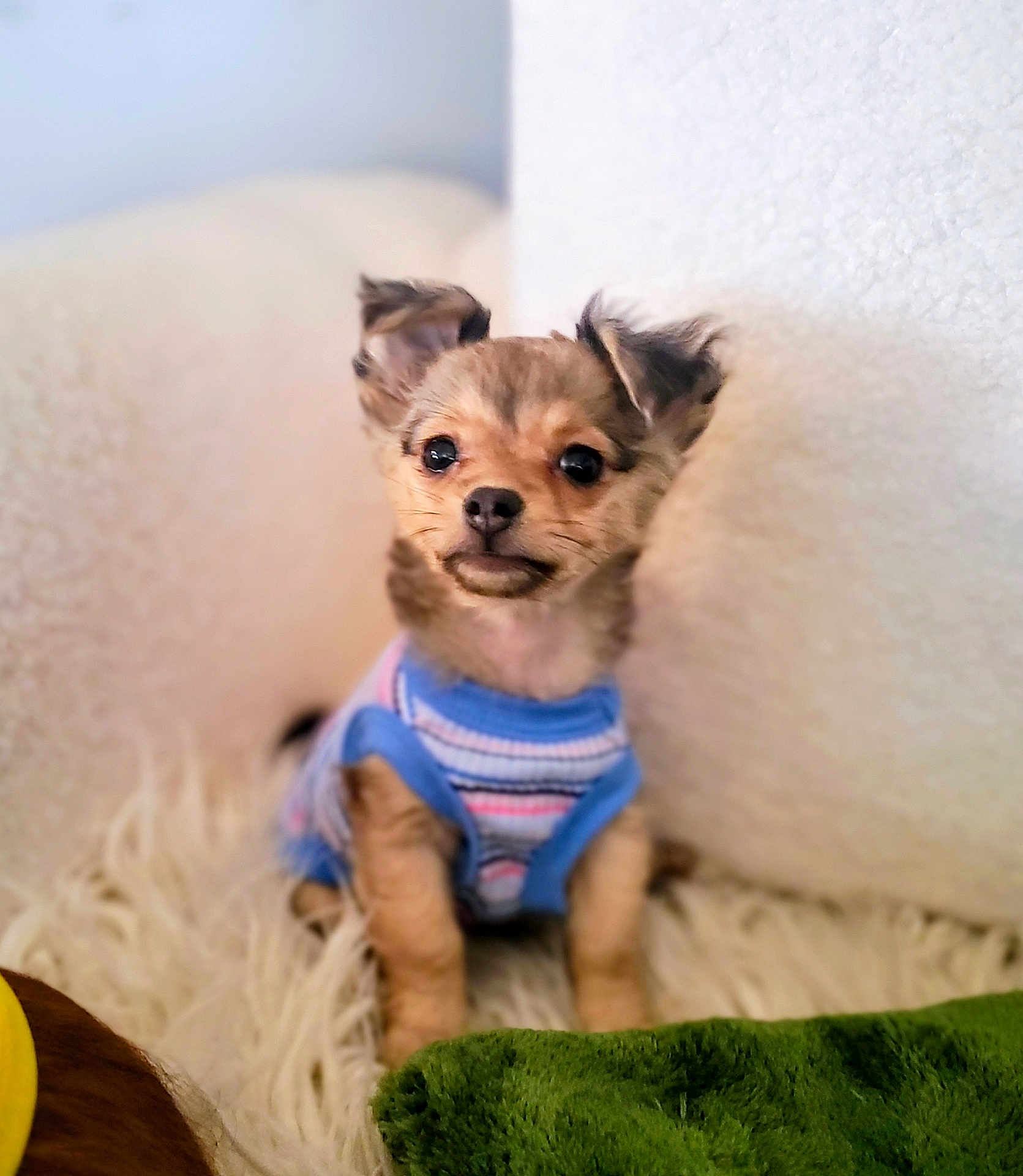 Scoots joined the competition — help win amazing prizes! puppy, dog, small_dog, pet, cute, sweater, striped, fluffy, white_background, green_blanket, indoor, furry, young_dog, ears, sitting, looking, animal, adorable, cozy, companion