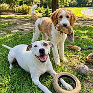 Dexter And Felix is registered to the contest to win money with this photo: animal, brown_and_white, cute, daylight, dog, dogs, fur, grass, greenery, happy, laying_down, nature, outdoor, park, pet, playful, smiling, sunny, toys, white