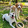 animal, brown_and_white, cute, daylight, dog, dogs, fur, grass, greenery, happy, laying_down, nature, outdoor, park, pet, playful, smiling, sunny, toys, white