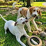 animal, canine, cute, dog, dogs, friendship, fun, grass, greenery, happy, nature, outdoor, park, pet, play, playing, rope_toy, summer, sunny, toys