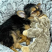 Billy a rejoint le concours — aidez-le/la à gagner de superbes lots ! dog, puppy, stuffed_animal, plush_toy, blanket, cozy, sleeping, fur, cute, pet, animal, resting, snuggle, soft, indoors, comfort, napping, small_dog, fluffy, relaxed