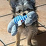 Billy a rejoint le concours — aidez-le/la à gagner de superbes lots ! dog, small_dog, toy, plush_toy, striped, floor, tile_floor, pet, animal, cute, fur, indoor, playful, standing, mouth, ears, shadow, collar, domestic_animal, pet_toy