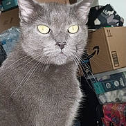 Sheba joined the competition — help win amazing prizes! alert, animal, cardboard_boxes, cat, close_up, clutter, ears, feline, fur, gray_cat, home, indoor, pet, photography, portrait, standing, storage, whiskers, wood_floor, yellow_eyes