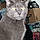 Sheba