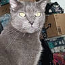 alert, animal, cardboard_boxes, cat, close_up, clutter, ears, feline, fur, gray_cat, home, indoor, pet, photography, portrait, standing, storage, whiskers, wood_floor, yellow_eyes