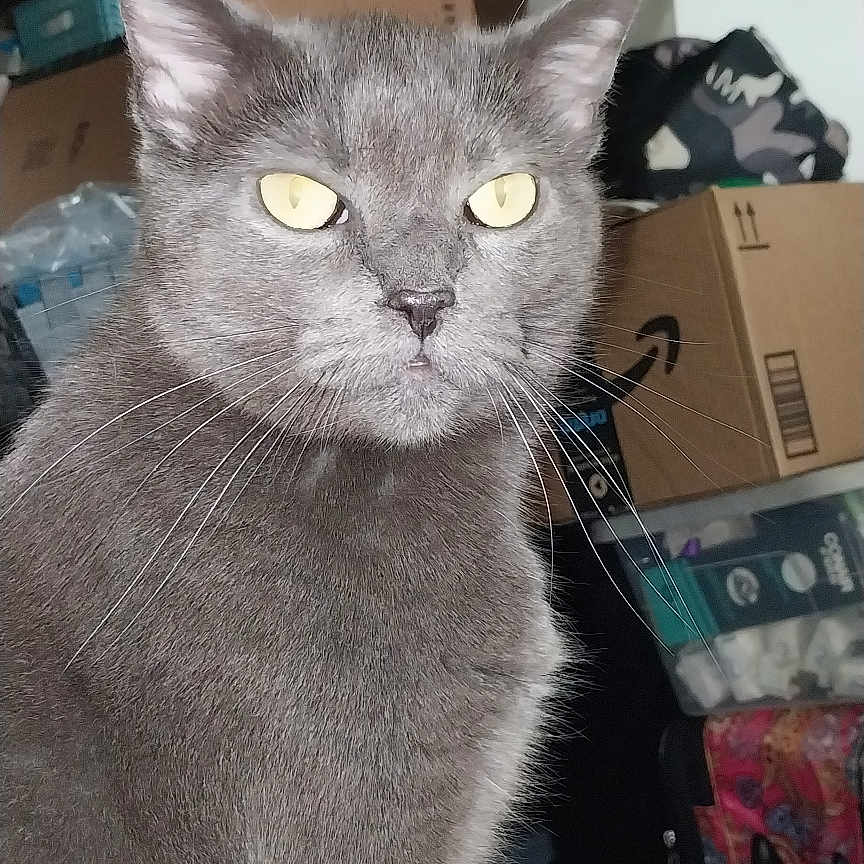 Sheba