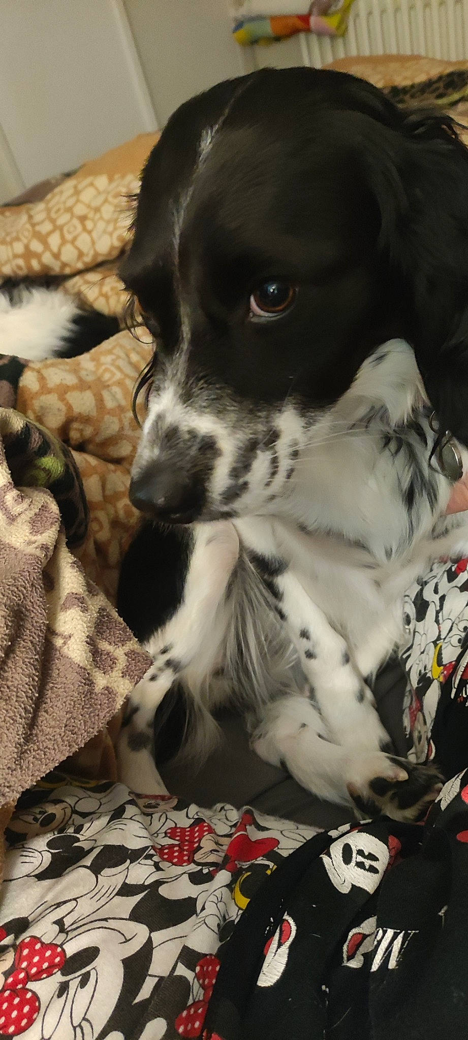 Mona participe au concours pour gagner de l'argent avec cette photo : braque_dauvergne, canidae, carnivore, companion_dog, dog, dog_breed, fur, gun_dog, hunting_dog, non_sporting_group, pattern, pointing_breed, spaniel, sporting_group, terrestrial_animal, whiskers, working_animal