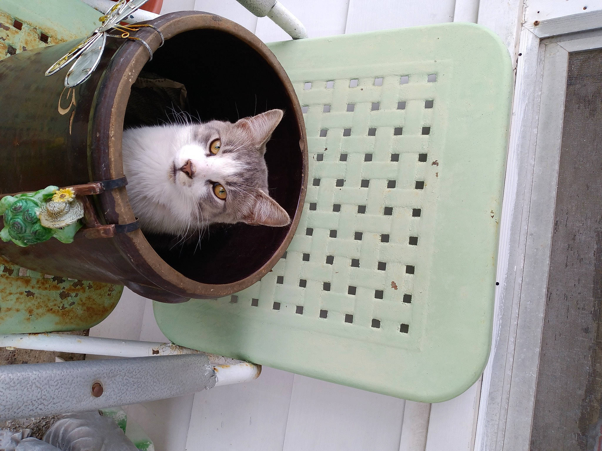 Cloud joined the competition — help win amazing prizes! cage, carnivore, cat, cat_supply, circle, domestic_short_haired_cat, fawn, felidae, fur, gas, home_accessories, mesh, metal, pet_supply, rectangle, shelf, small_to_medium_sized_cats, tail, whiskers, wood