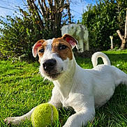 Amandine a rejoint le concours — aidez-le/la à gagner de superbes lots ! dog, jack_russell_terrier, tennis_ball, grass, sunlight, outdoor, garden, tree, pet, animal, playing, canine, happy, fur, white, brown, ears, tail, nature, daylight