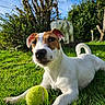 dog, jack_russell_terrier, tennis_ball, grass, sunlight, outdoor, garden, tree, pet, animal, playing, canine, happy, fur, white, brown, ears, tail, nature, daylight