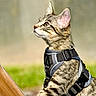 cat, kitten, tabby, harness, pet, animal, outdoor, wood, curious, whiskers, ears, fur, young, side_view, portrait, feline, domestic_animal, closeup, natural_light, playful