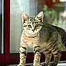 Léo a rejoint le concours — aidez-le/la à gagner de superbes lots ! kitten, tabby, cat, animal, pet, feline, curious, indoor, window, glass_door, striped_fur, young, whiskers, ears, tail, natural_light, blurred_background, standing, alert, explorer