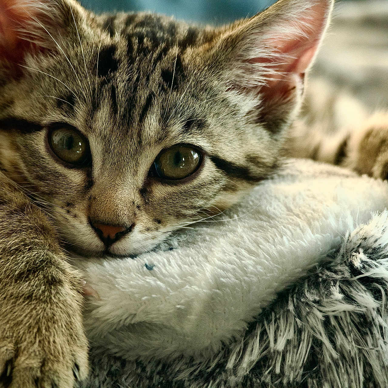 Léo participe au concours pour gagner de l'argent avec cette photo : cat, kitten, tabby, animal, pet, fur, whiskers, closeup, sleepy, cute, paw, soft, blanket, resting, indoors, mammal, young, relaxed, face, ears