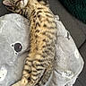 cat, kitten, tabby, feline, pet, animal, cute, fluffy, striped, relaxed, stretching, blanket, soft, cozy, indoor, resting, sleepy, young, fur, whiskers