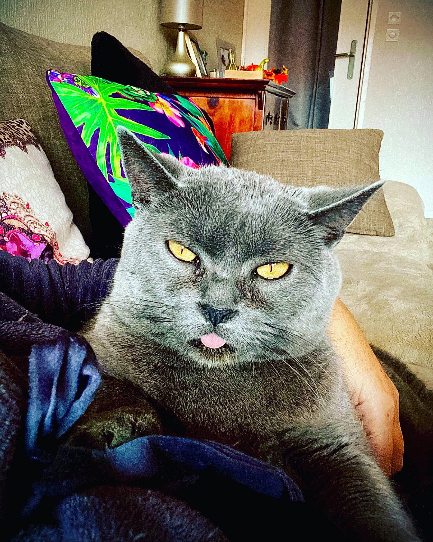 Gandalf participe au concours pour gagner de l'argent avec cette photo : asian, british_shorthair, carnivore, cat, chartreux, domestic_short_haired_cat, ear, european_shorthair, eye, felidae, kitten, korat, mammal, russian_blue, small_to_medium_sized_cats, whiskers