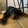 dog, rottweiler, black_and_tan, lying_down, sleepy, relaxed, large_dog, paws, indoor, wood_floor, table, furniture, home, portrait, close_up, pet, resting, floppy_ears, brown_markings, photography