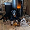 dog, black_and_tan, doberman, pet, animal, portrait, sitting, indoors, home, blanket, floor, wood_floor, stone_wall, door, appliance, reflection, brown, black, alert, cozy