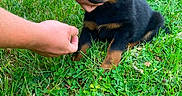 Billy participe au concours pour gagner de l'argent avec cette photo : puppy, dog, rottweiler, black_and_tan, three_dogs, grass, outdoor, fence, kennel, animal, pet, sitting, cute, portrait, human_hands, playful, brown_eyes, fur, garden, puppy_training