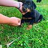 puppy, dog, rottweiler, black_and_tan, three_dogs, grass, outdoor, fence, kennel, animal, pet, sitting, cute, portrait, human_hands, playful, brown_eyes, fur, garden, puppy_training
