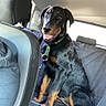 back_seat, black_and_tan, canine, car, car_seat, companion, dog, fur, happy, harness, headrest, indoor, leash, pet, photograph, portrait, puppy, sitting, tongue_out, vehicle