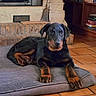 black_and_tan, brown_markings, canine, cozy, cushion, dog, fireplace, floppy_ears, front_paws, hearth, home, indoor, living_room, looking_at_camera, lying_down, pet, portrait, puppy, rug, tile_floor