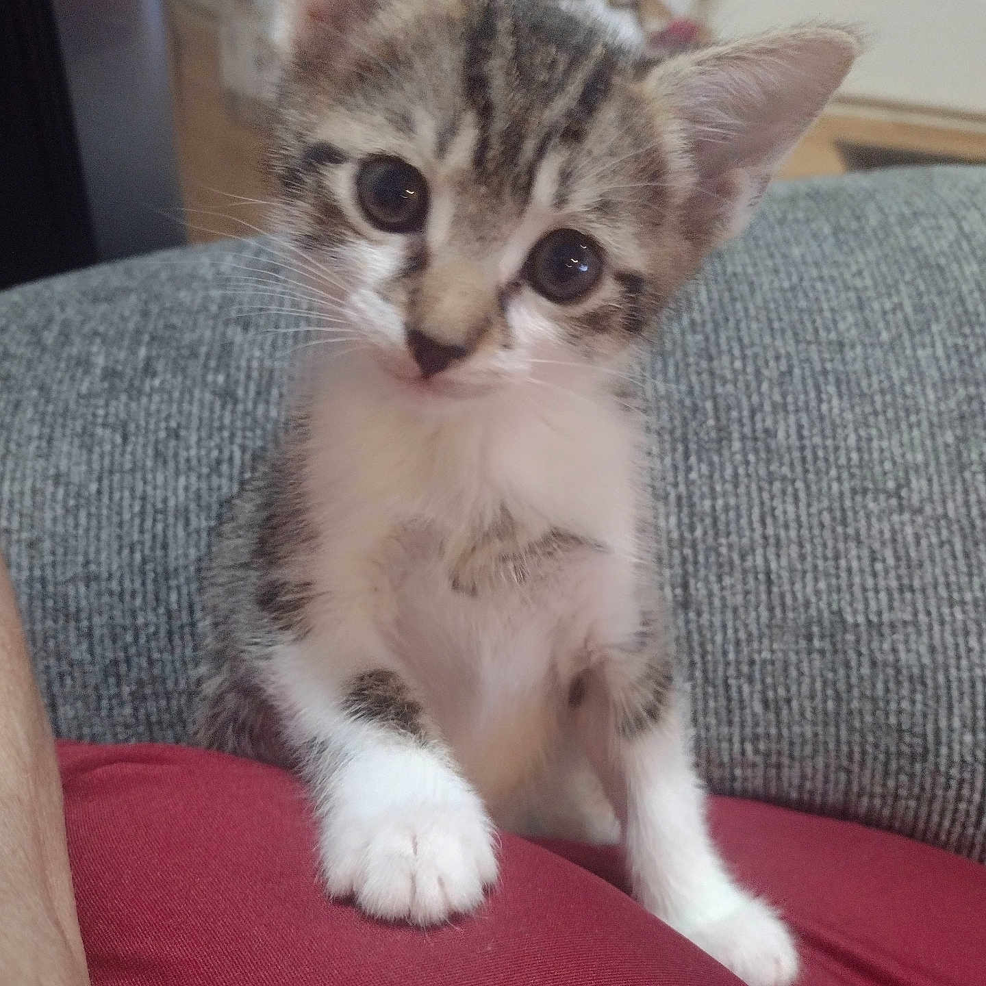 Babygirl is registered to the contest to win money with this photo: animal, cat, closeup, curious, cute, domestic, feline, furry, head_tilt, indoor, kitten, looking, pet, sitting, small, soft, tabby, whiskers, white_paws, young