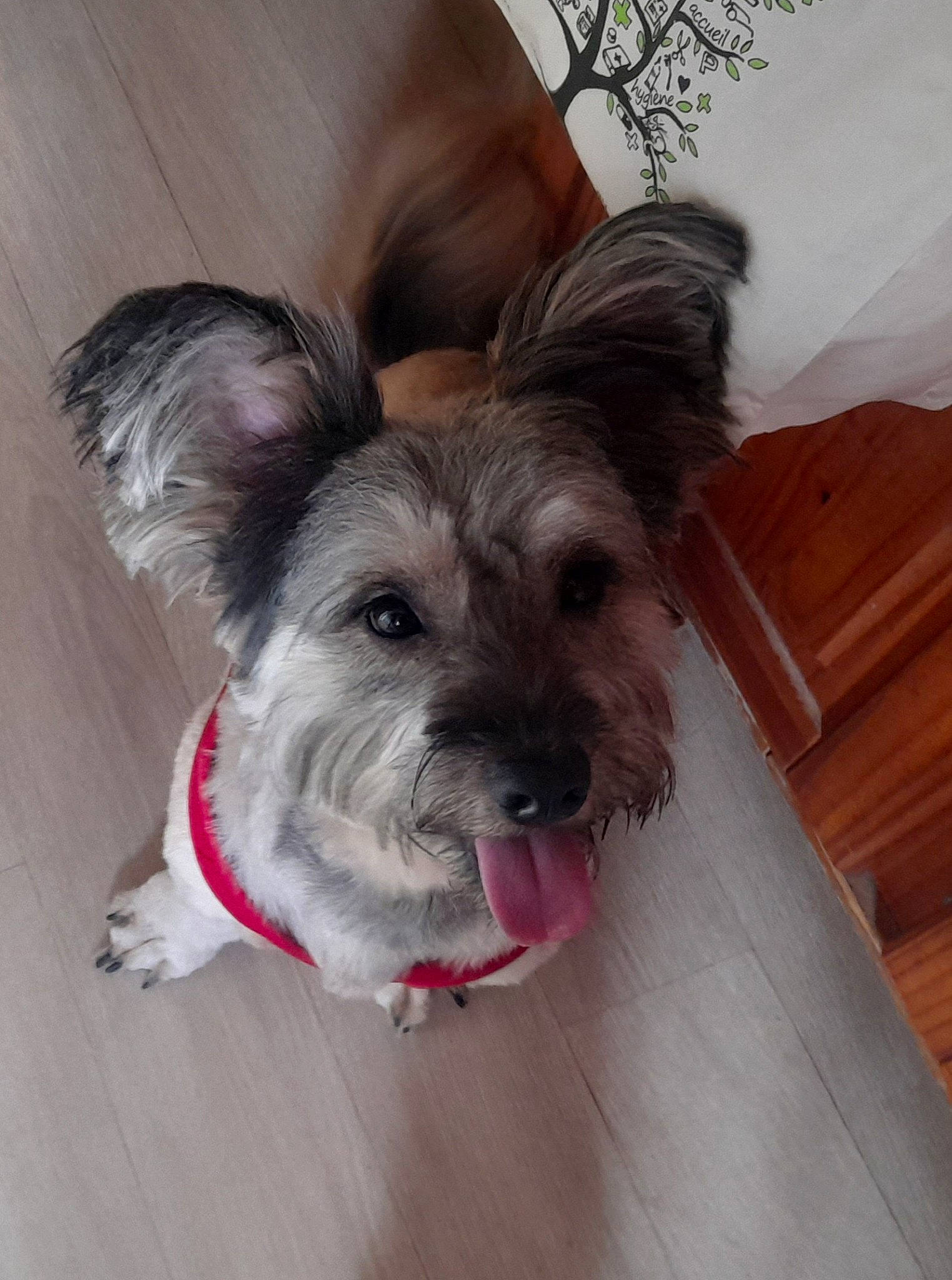 Bouba participe au concours pour gagner de l'argent avec cette photo : canidae, carnivore, collar, companion_dog, dog, dog_breed, dog_clothes, dog_collar, dog_supply, fawn, fur, happy, leash, liver, small_terrier, snout, sporting_group, toy_dog, wood, working_animal