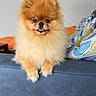 animal, clock, couch, cozy, cute, dog, face, fluffy, fur, home, indoor, living_room, orange, pet, pillow, pomeranian, portrait, sitting, small_dog, tongue_out