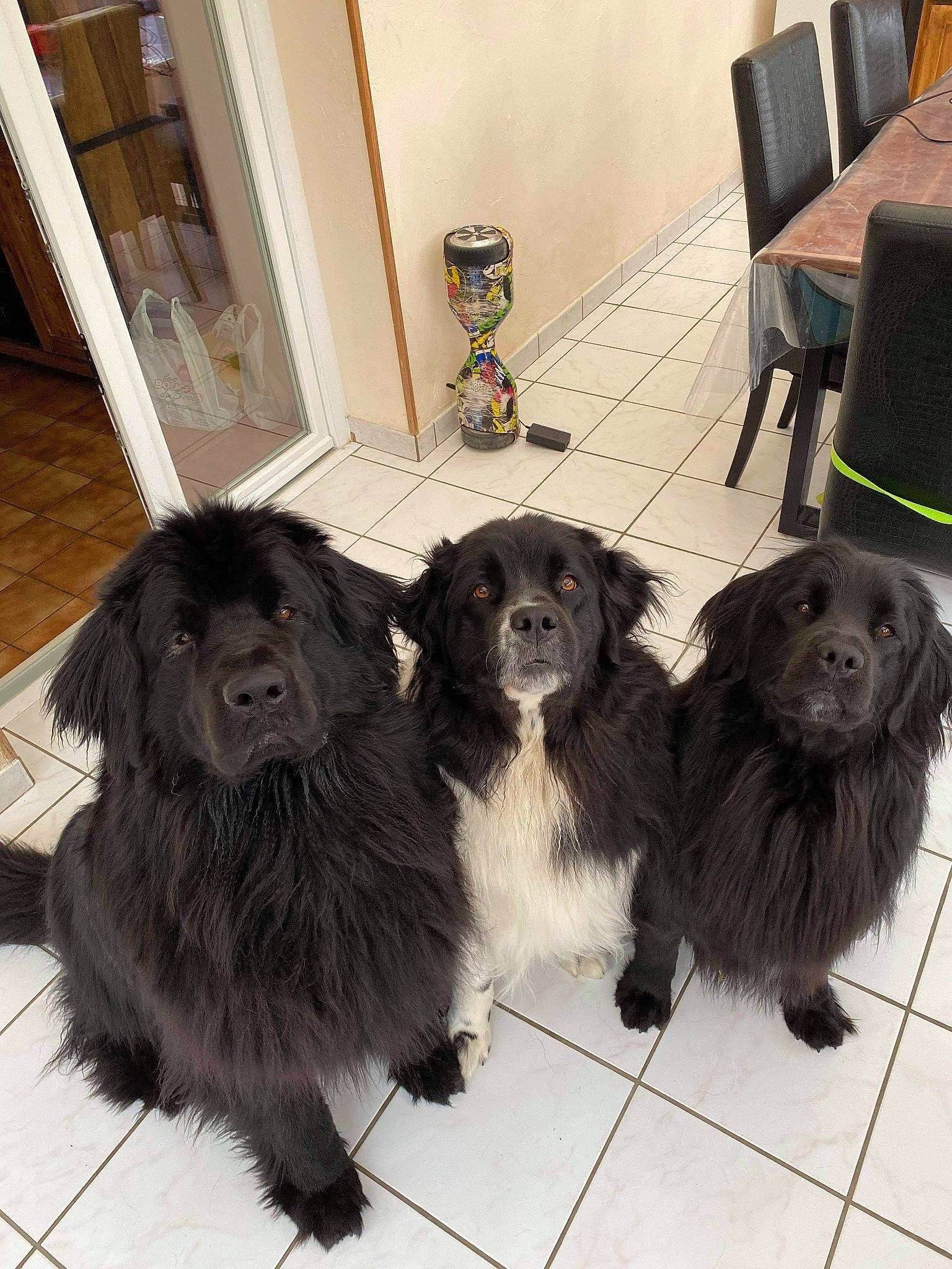 Nero participe au concours pour gagner de l'argent avec cette photo : canidae, carnivore, chair, cocker_spaniel, companion_dog, dog, dog_breed, dog_collar, flooring, fur, gun_dog, hardwood, hat, liver, snout, spaniel, sporting_group, tail, working_animal, working_dog