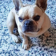 Olaf participe au concours pour gagner de l'argent avec cette photo : animal, brown_dog, canine, companion, curious, cute, dog, domestic_animal, drool, ears_up, french_bulldog, indoor, looking_at_camera, mosaic_floor, paw, pet, short_hair, sitting, small_dog, snout