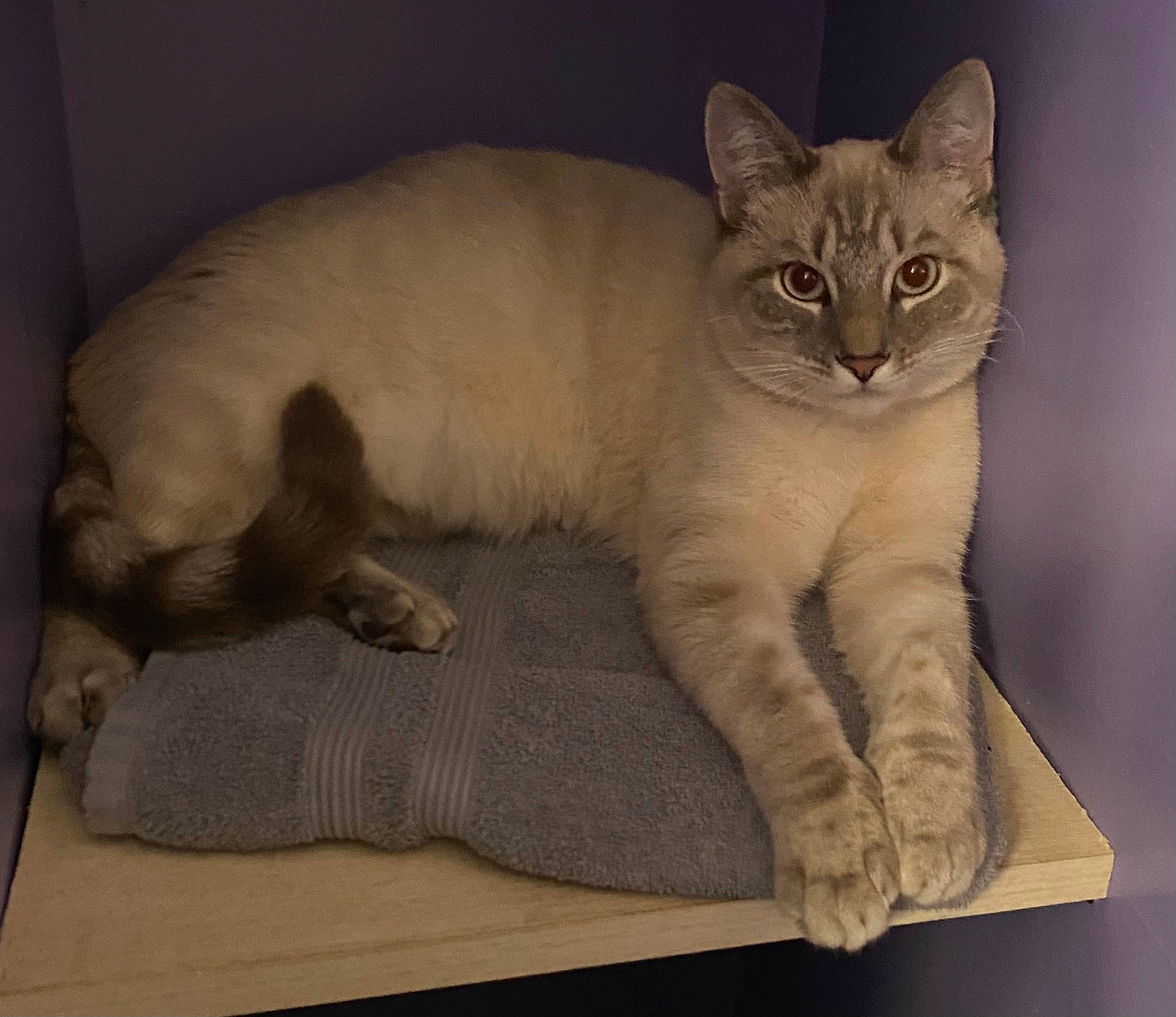 Gronk joined the competition — help win amazing prizes! balinese, carnivore, cat, cat_supply, claw, comfort, domestic_short_haired_cat, fawn, felidae, fur, grey, linens, nap, paw, pet_supply, small_to_medium_sized_cats, snout, tail, terrestrial_animal, whiskers