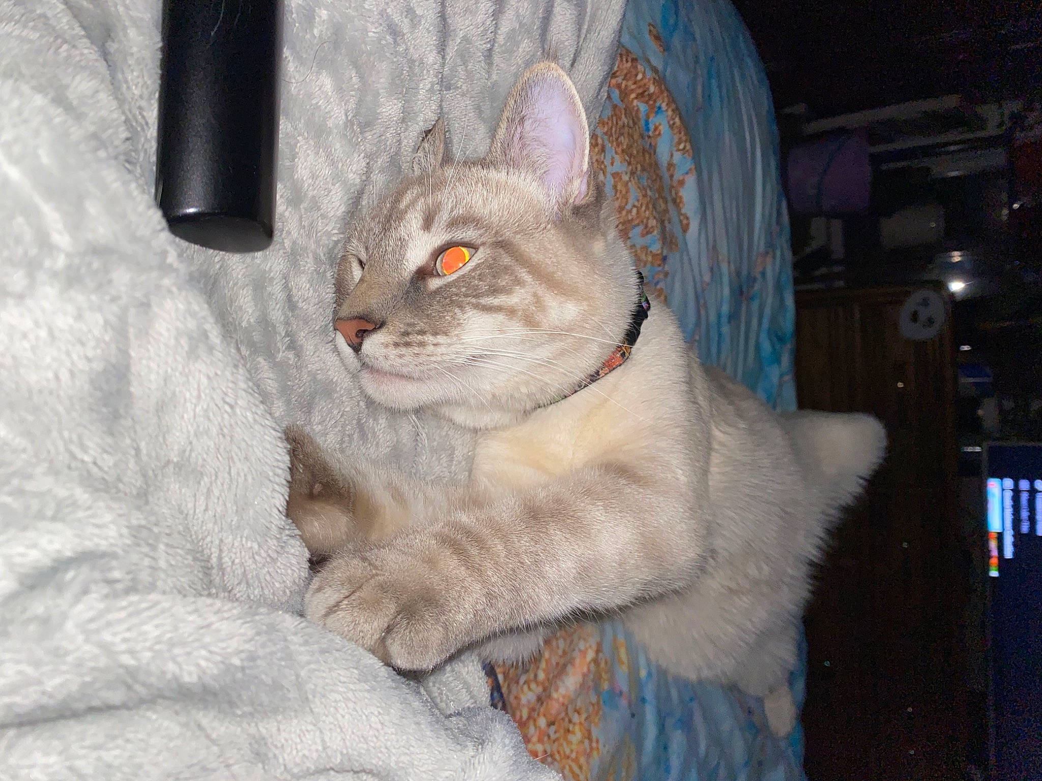 Gronk joined the competition — help win amazing prizes! art, carnivore, cat, cat_supply, collar, domestic_short_haired_cat, fang, fawn, felidae, fur, paw, pet_supply, small_to_medium_sized_cats, snout, tail, thai, whiskers, window