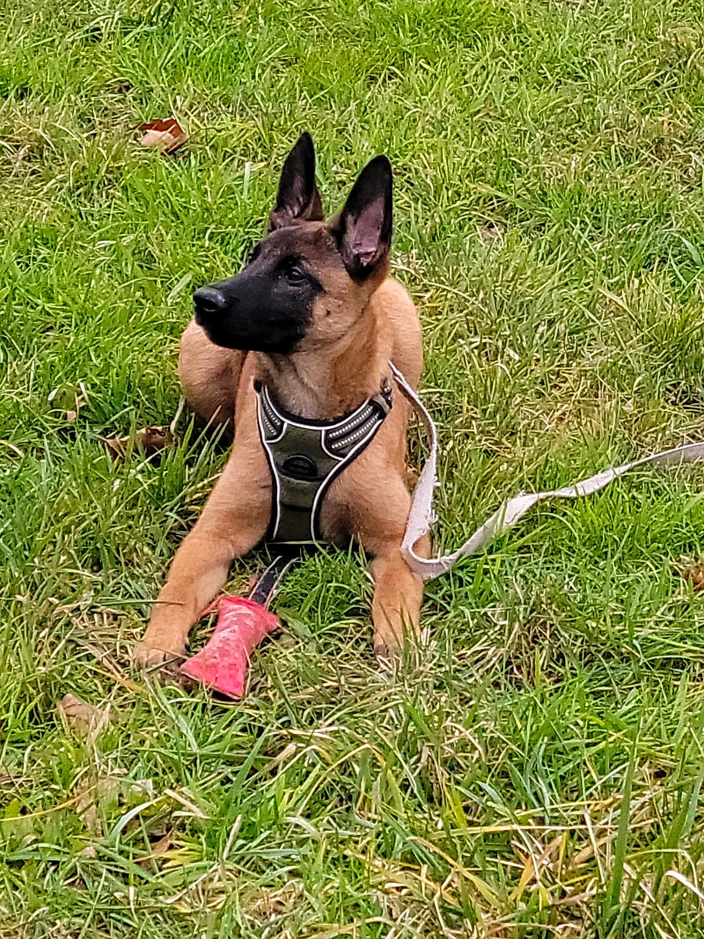 Ares a rejoint le concours — aidez-le/la à gagner de superbes lots ! alert, animal, black_face, brown, canine, dog, ears_up, grass, greenery, harness, leash, lying_down, nature, outdoor, pet, play, puppy, summer, toy, young_dog