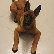 Ares a rejoint le concours — aidez-le/la à gagner de superbes lots ! adorable, animal, attention, brown_fur, canine, companion, cute, dog, domestic_animal, ears, floor, indoor, looking_up, lying_down, mammal, pet, playful, puppy, tile, young