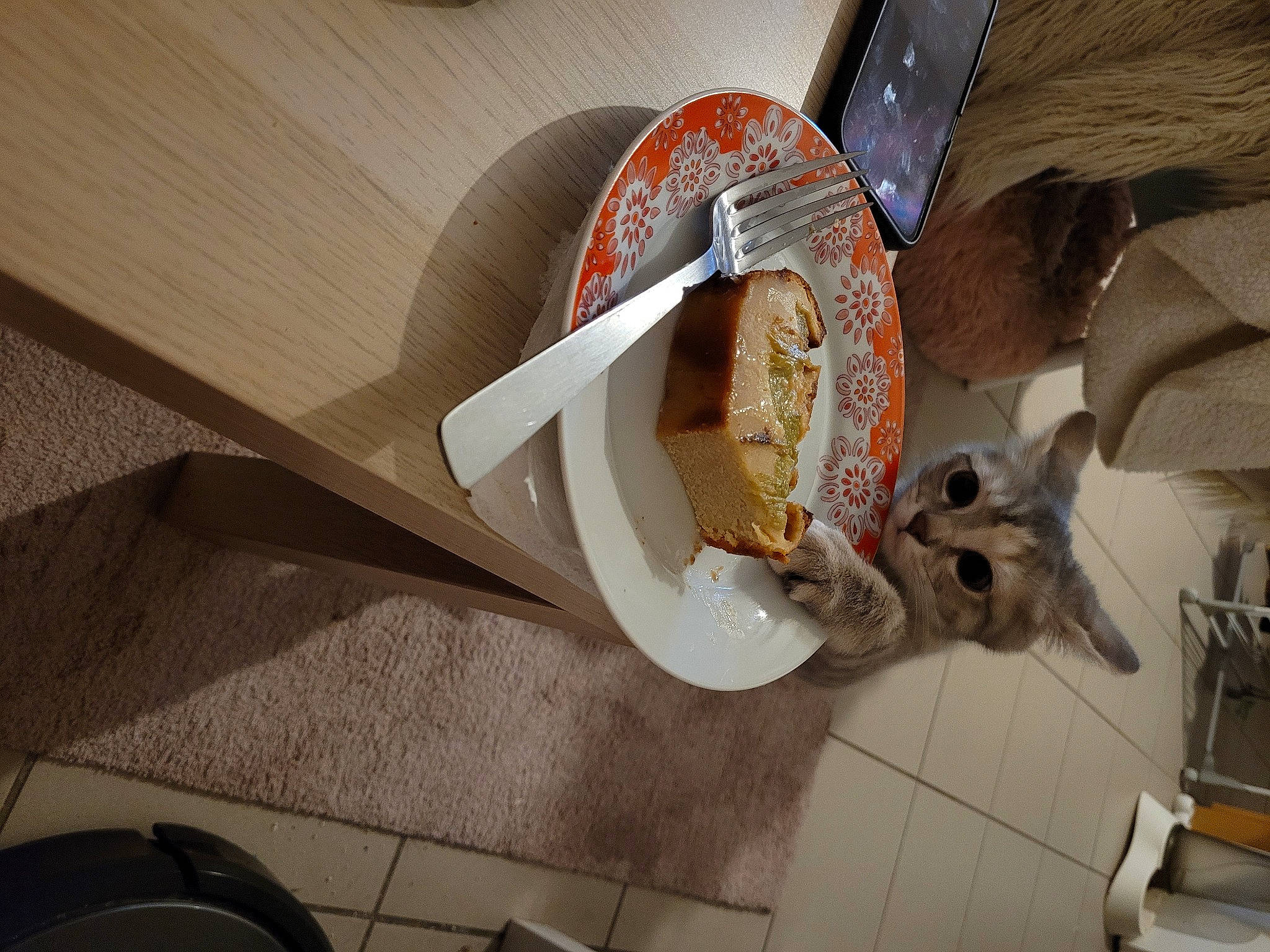 Apama a rejoint le concours — aidez-le/la à gagner de superbes lots ! carmine, cat, ceiling, circle, felidae, floor, flooring, hardwood, house, laptop, room, small_to_medium_sized_cats, table, tail, wood