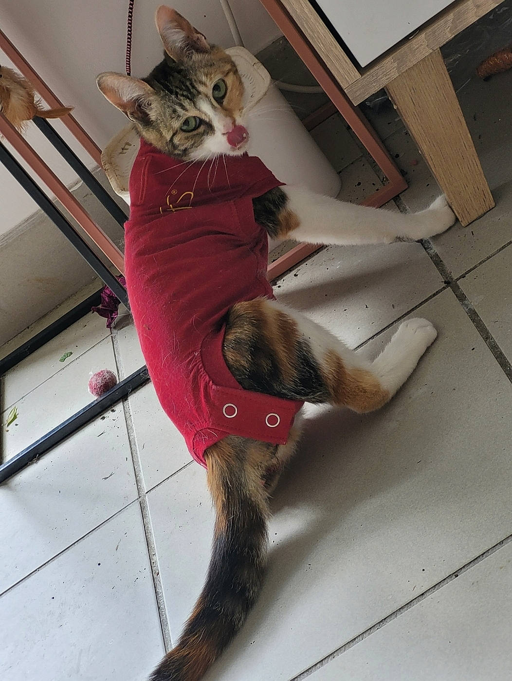 Galinette Toupette a rejoint le concours — aidez-le/la à gagner de superbes lots ! carnivore, cat, chair, domestic_short_haired_cat, fawn, felidae, floor, flooring, fur, hardwood, human_leg, knee, leg, room, small_to_medium_sized_cats, stairs, tail, thigh, whiskers, wood