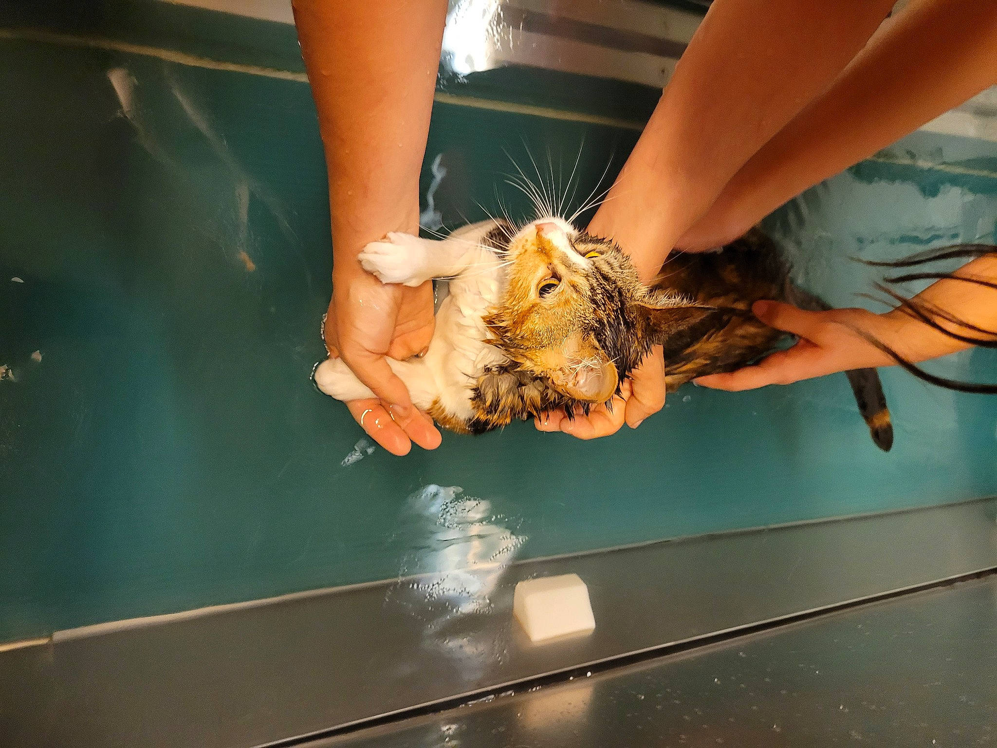 Galinette Toupette participe au concours pour gagner de l'argent avec cette photo : claw, comfort_food, dress, elbow, felidae, flooring, foot, fun, human_leg, insect, knee, leg, leisure, nail, sandal, thigh, visual_arts, wood, wrist