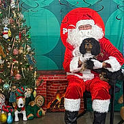 Nash is registered to the contest to win money with this photo: beard, black_boots, candy_cane, celebration, chair, christmas_tree, dog, festive_sweater, fireplace, floor, glasses, green_backdrop, holiday_decorations, indoor, ornaments, plush_toys, red_circle, red_suit, santa_claus, white_fur_trim