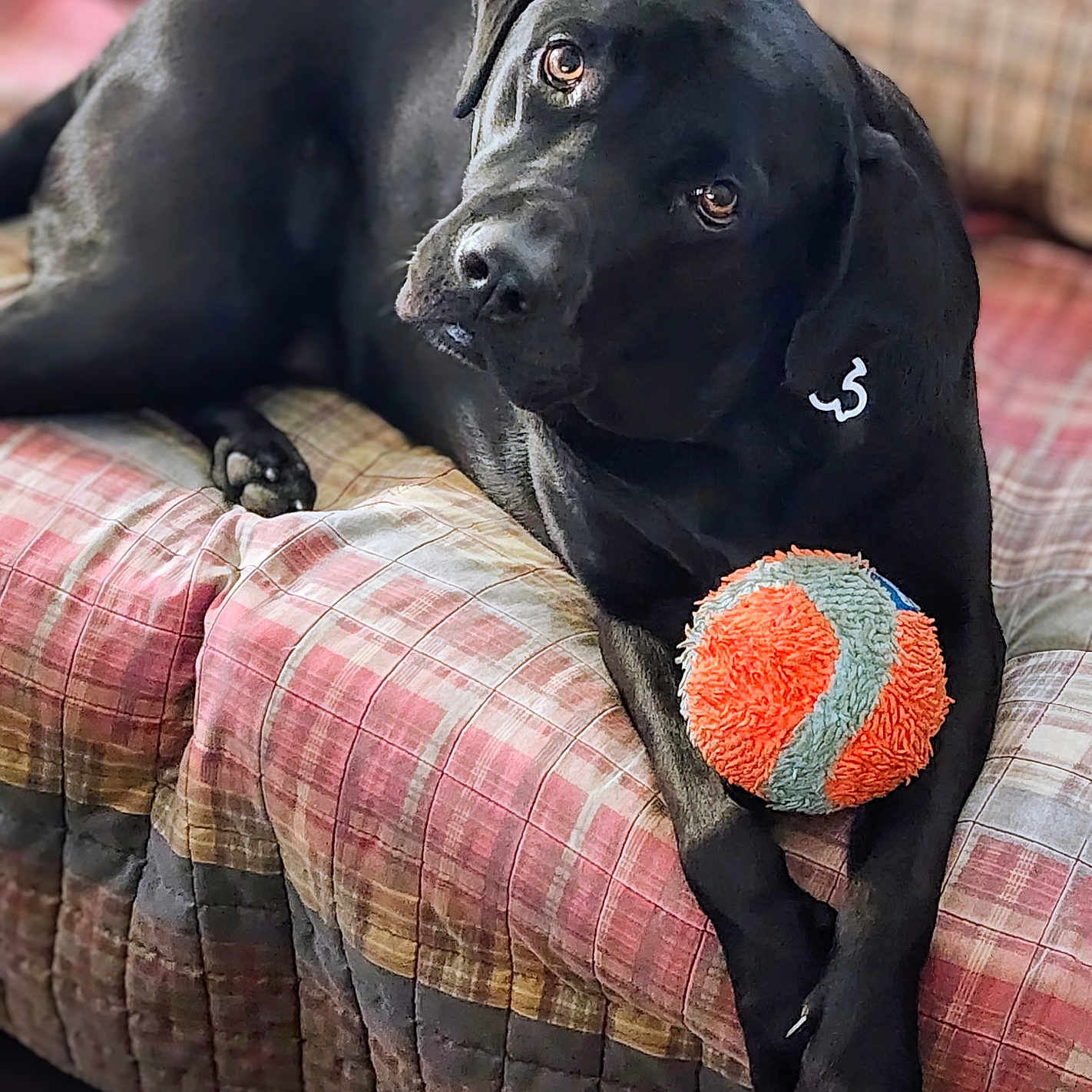 Shylo Grace is registered to the contest to win money with this photo: animal, black_dog, companion, couch, dog, domestic, ears, furry, home, indoor, looking_up, paws, pet, plaid, plush_ball, relaxed, resting, snout, soft, toy
