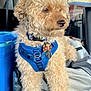 San Juanita Ortegon joined the competition — help win amazing prizes! backseat, blue_harness, car_interior, companion, cooler, curly_hair, dog, fur, luggage, mountains, outdoor_view, paw, pet, pet_accessory, seatbelt, sky, sunlight, tag, travel, window