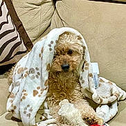 San Juanita Ortegon joined the competition — help win amazing prizes! animal, beige, blanket, comfort, couch, cozy, curly_hair, cute, dog, fur, fur_texture, home, indoor, pet, plush_toy, relaxed, sitting, small_dog, snuggled, toy